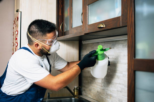 Best Rat Extermination Near Me  in Blue Mound, IL