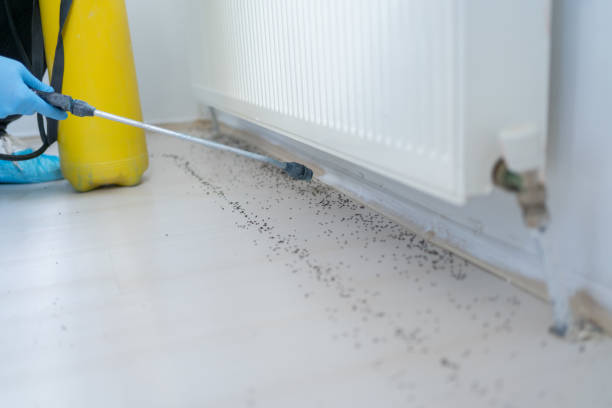 Best Emergency Pest Control  in Blue Mound, IL