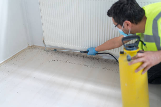 Best Mosquito Control Services  in Blue Mound, IL