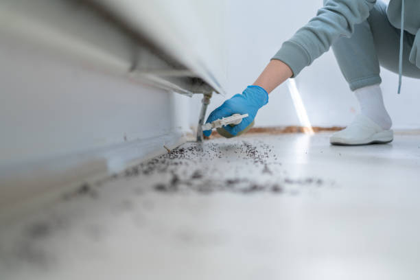 Best Insect Control  in Blue Mound, IL