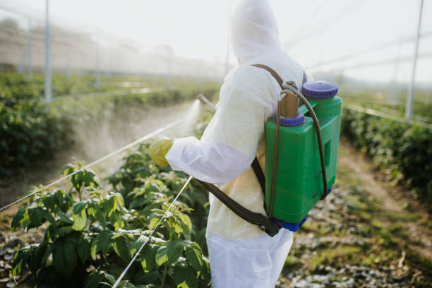 Best Termite Control Services  in Blue Mound, IL